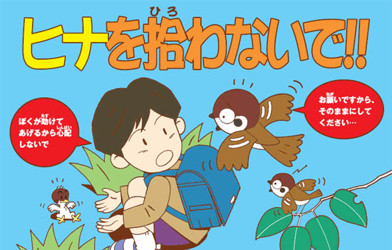 ヒナを拾わないで