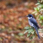 リュウキュウサンショウクイ