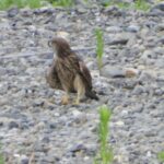 チョウゲンボウ