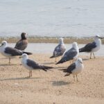 ウミネコ
