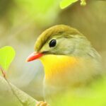 ソウシチョウ