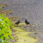 ジョウビタキ
