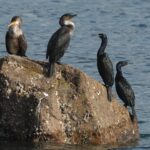 ウミウ・ヒメウ