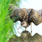 タマシギ