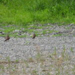 チョウゲンボウ