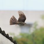 ハイタカ