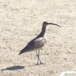 チュウシャクシギ