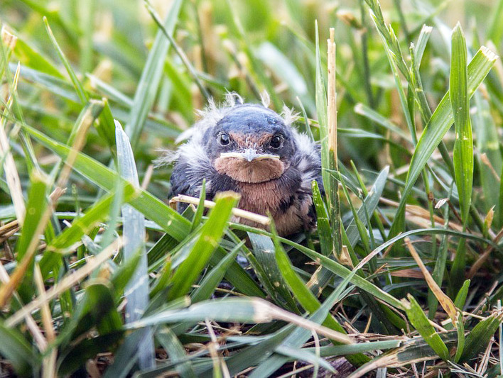 日本野鳥の会愛媛