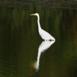 ダイサギ